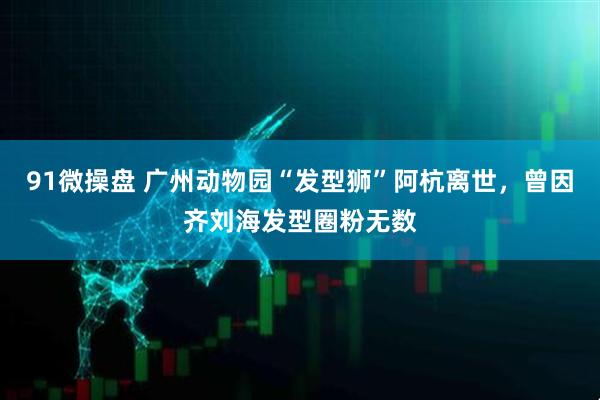91微操盘 广州动物园“发型狮”阿杭离世，曾因齐刘海发型圈粉无数